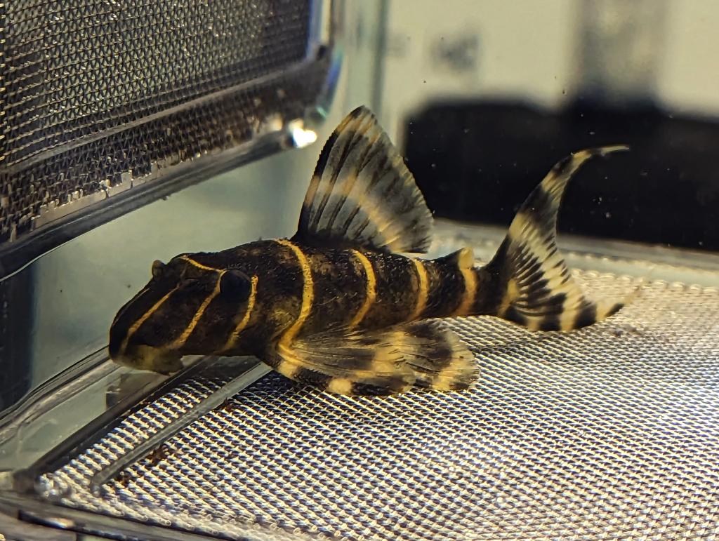 Buy L204 Flash Pleco online in Australia | Point Pleco Aquariums