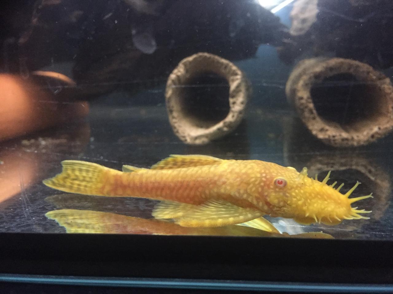 Albino bristlenose