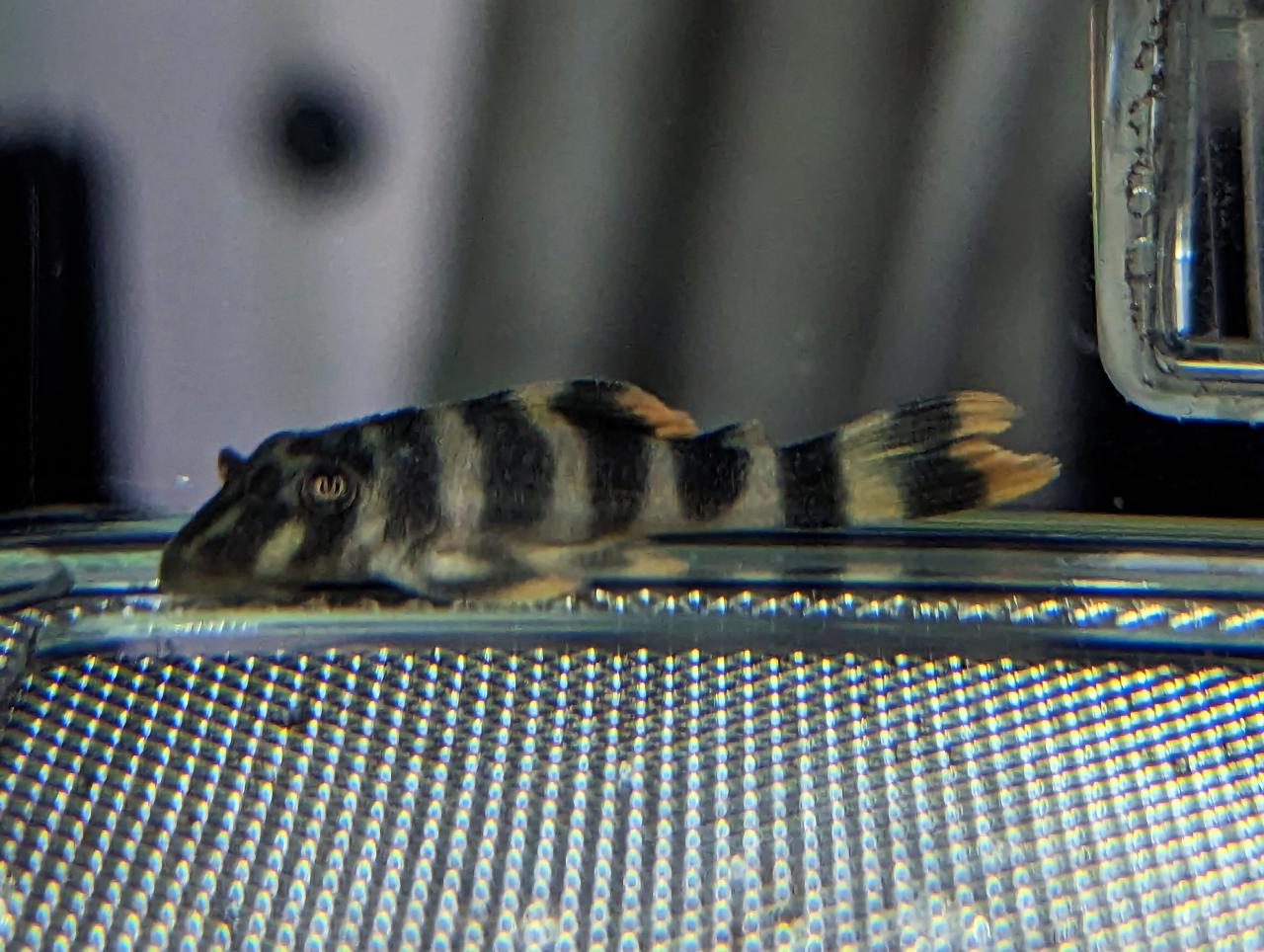 L377 Prince Tiger Pleco