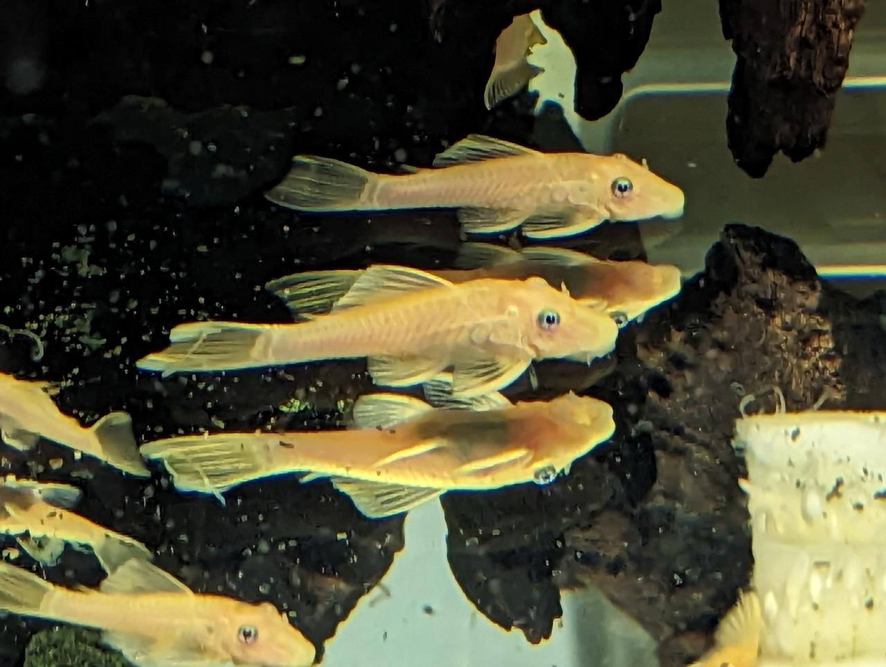 False L144 Lemon Blue Eye Bristlenose