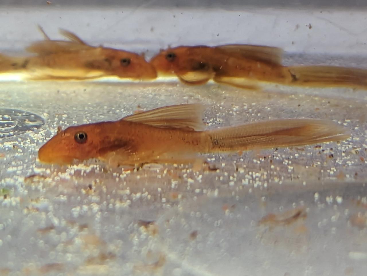 Super Red Longfin Bristlenose