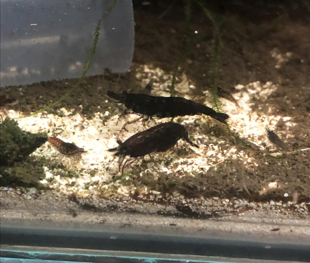 Black Shrimp