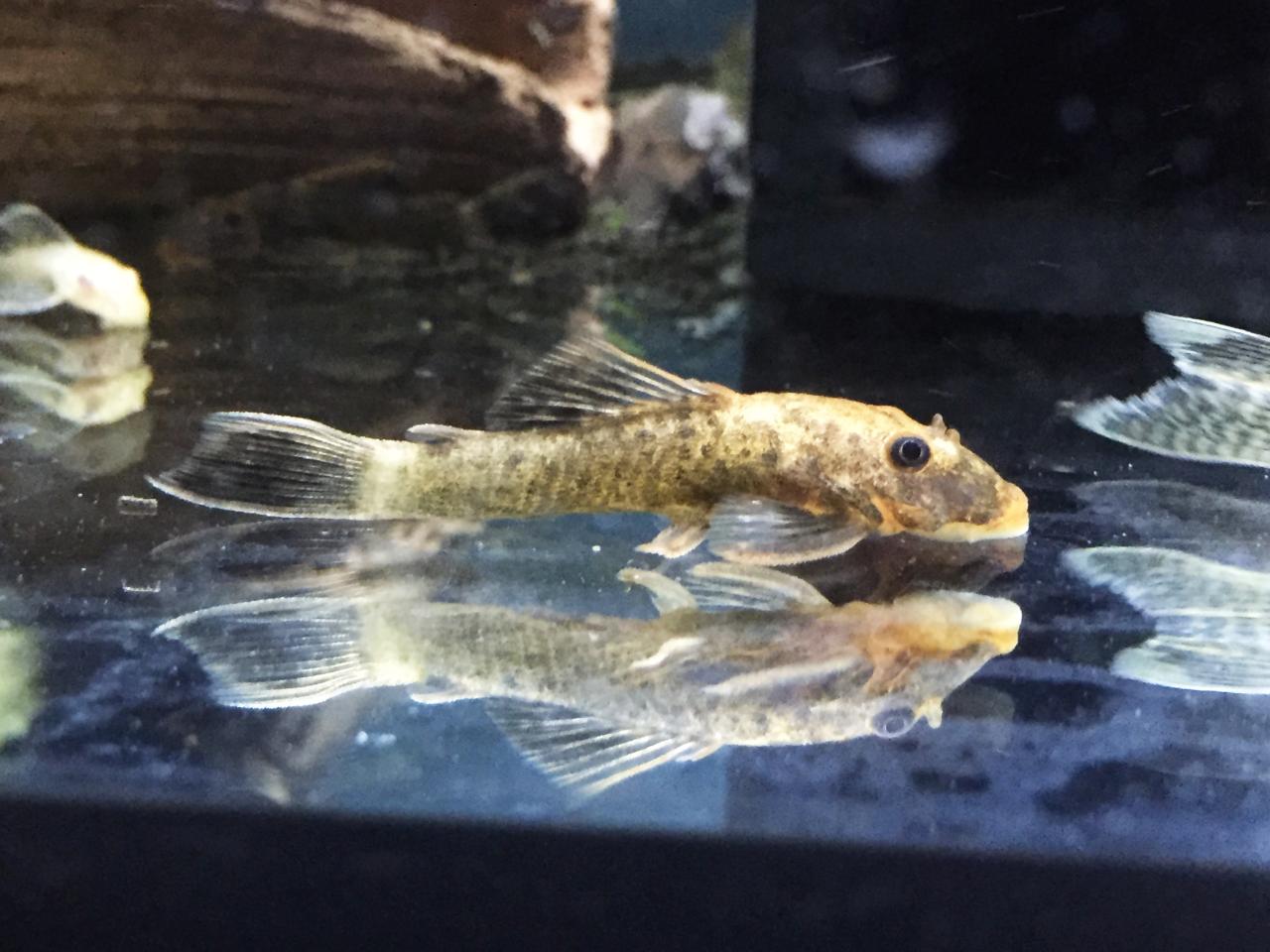 Marble Bristlenose