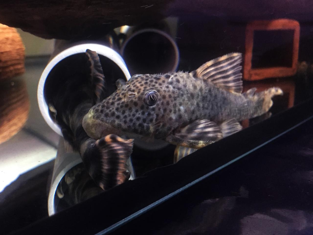 L205 Andes Tiger Pleco