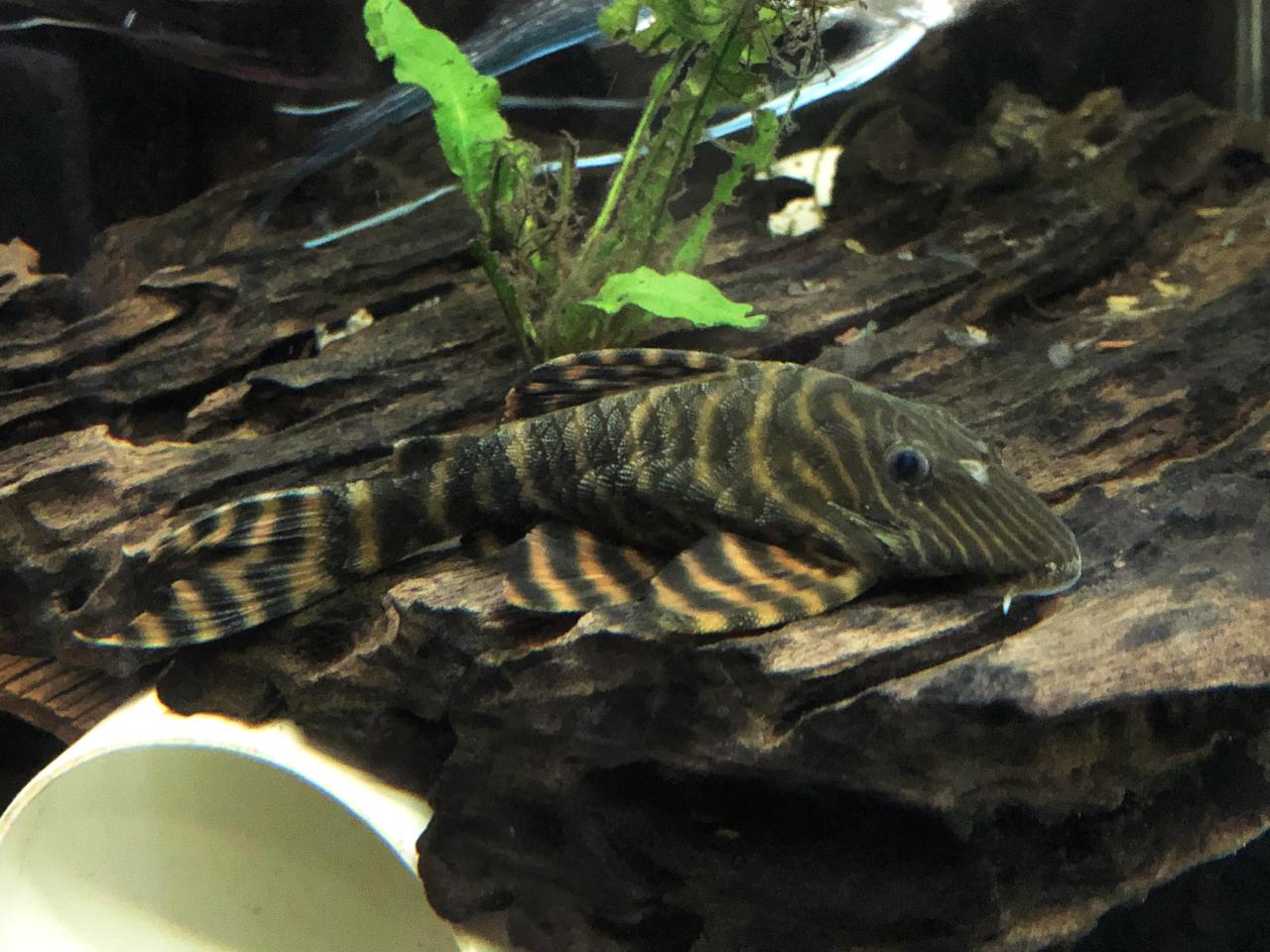 L002 Tiger Pleco