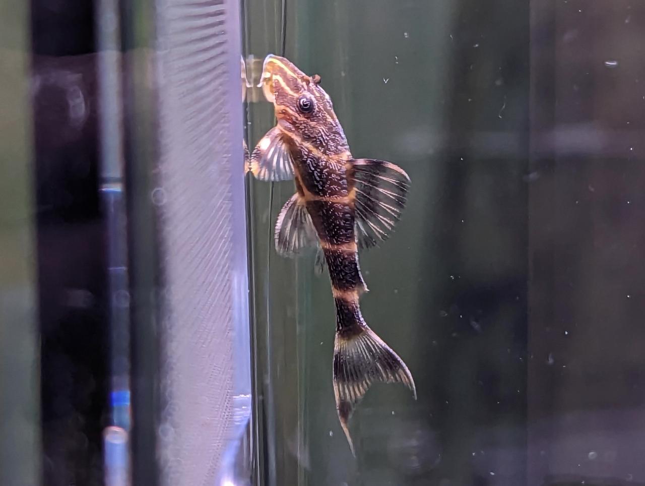 L104 Clown Pleco