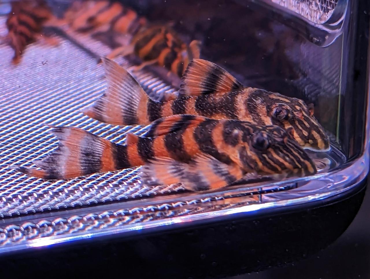 L397 Alenquer Tiger Pleco