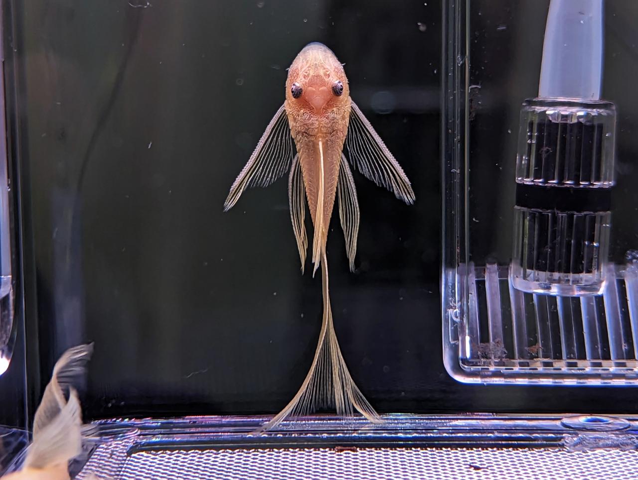 False L144 Lemon Longfin Bristlenose