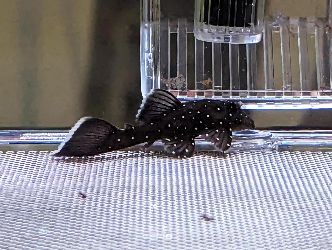 Peppermint Bristlenose