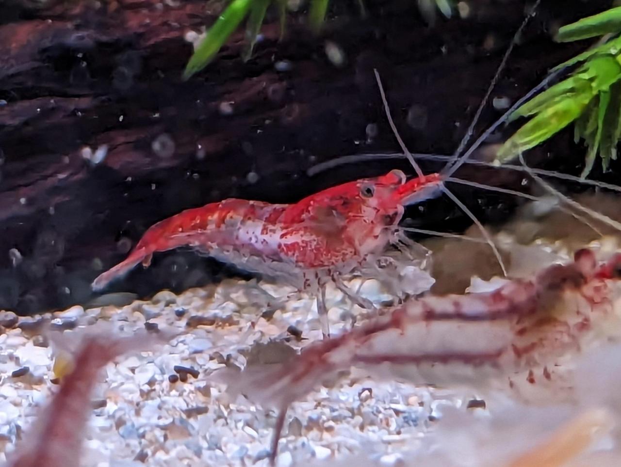 Red Rilli Shrimp