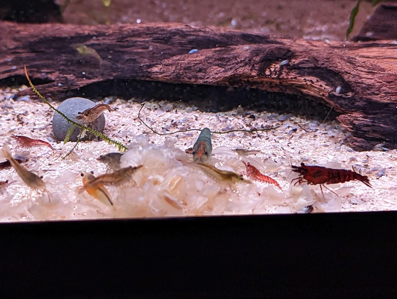 Skittles Shrimp