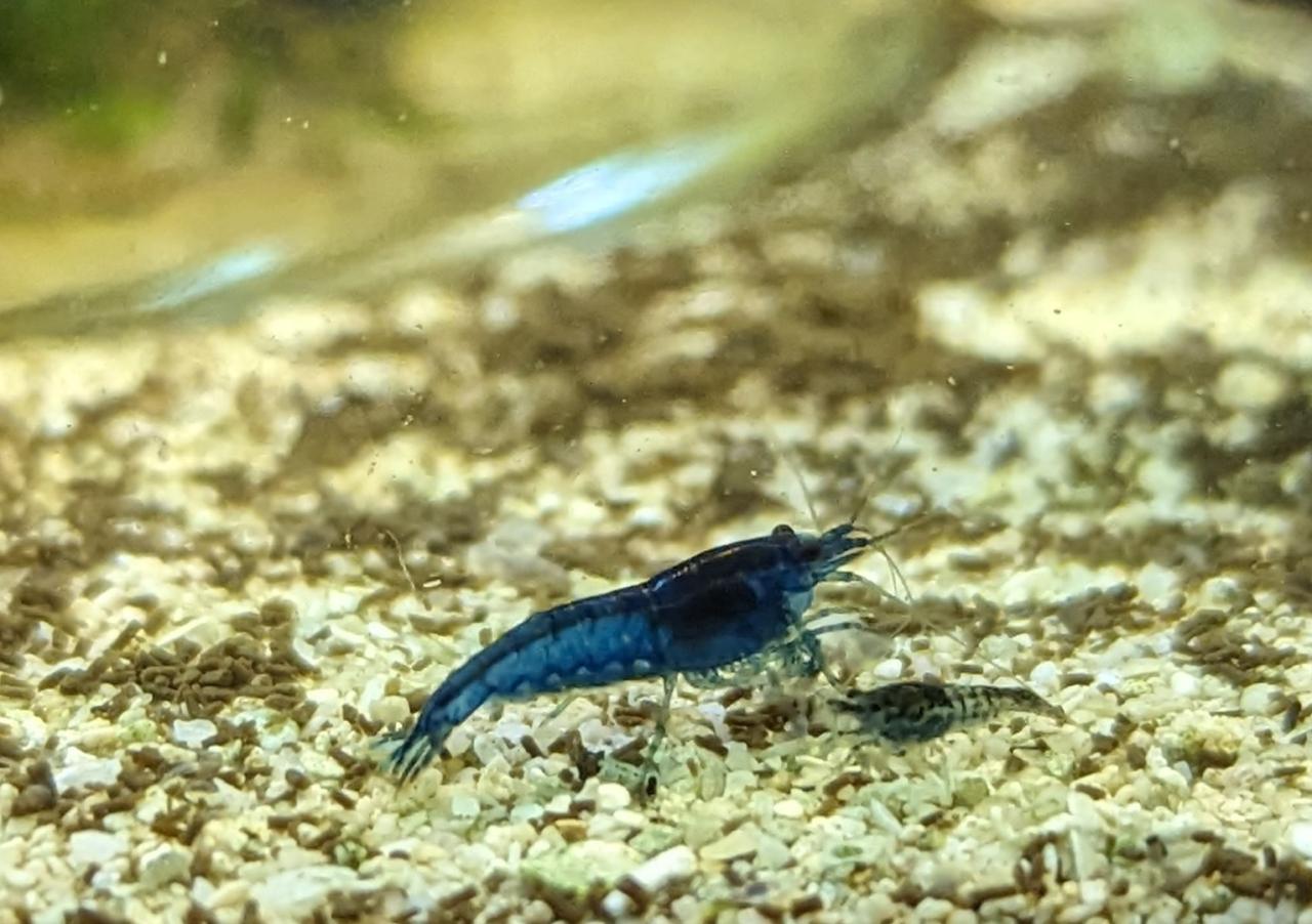 Blue Dream Shrimp