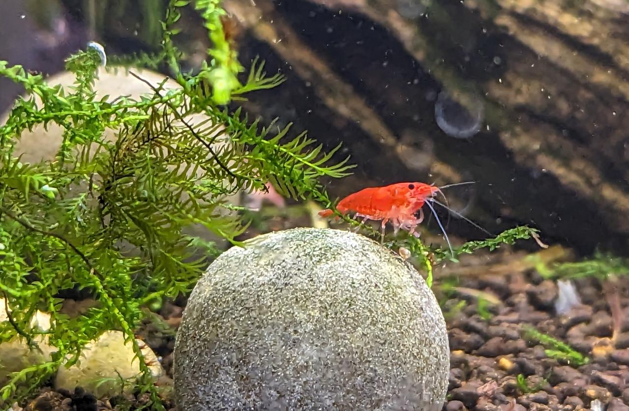 Red Cherry Shrimp