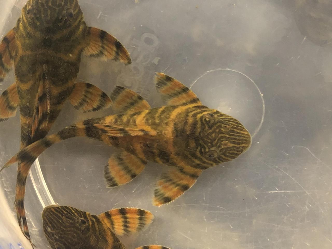 L397 Alenquer Tiger Pleco 5-6cm