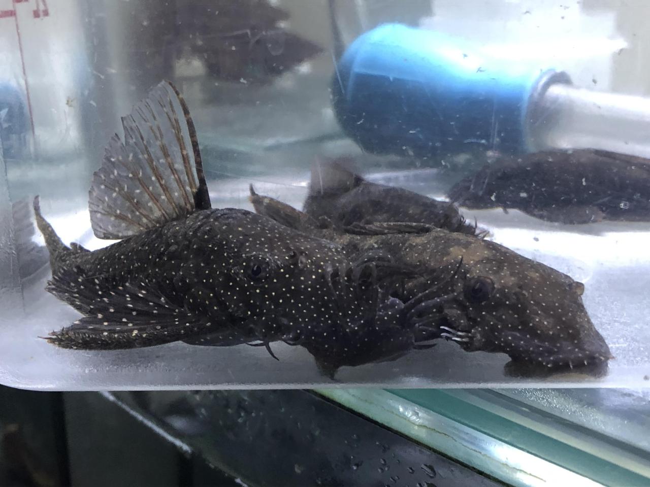 orangespot bristlenose pair