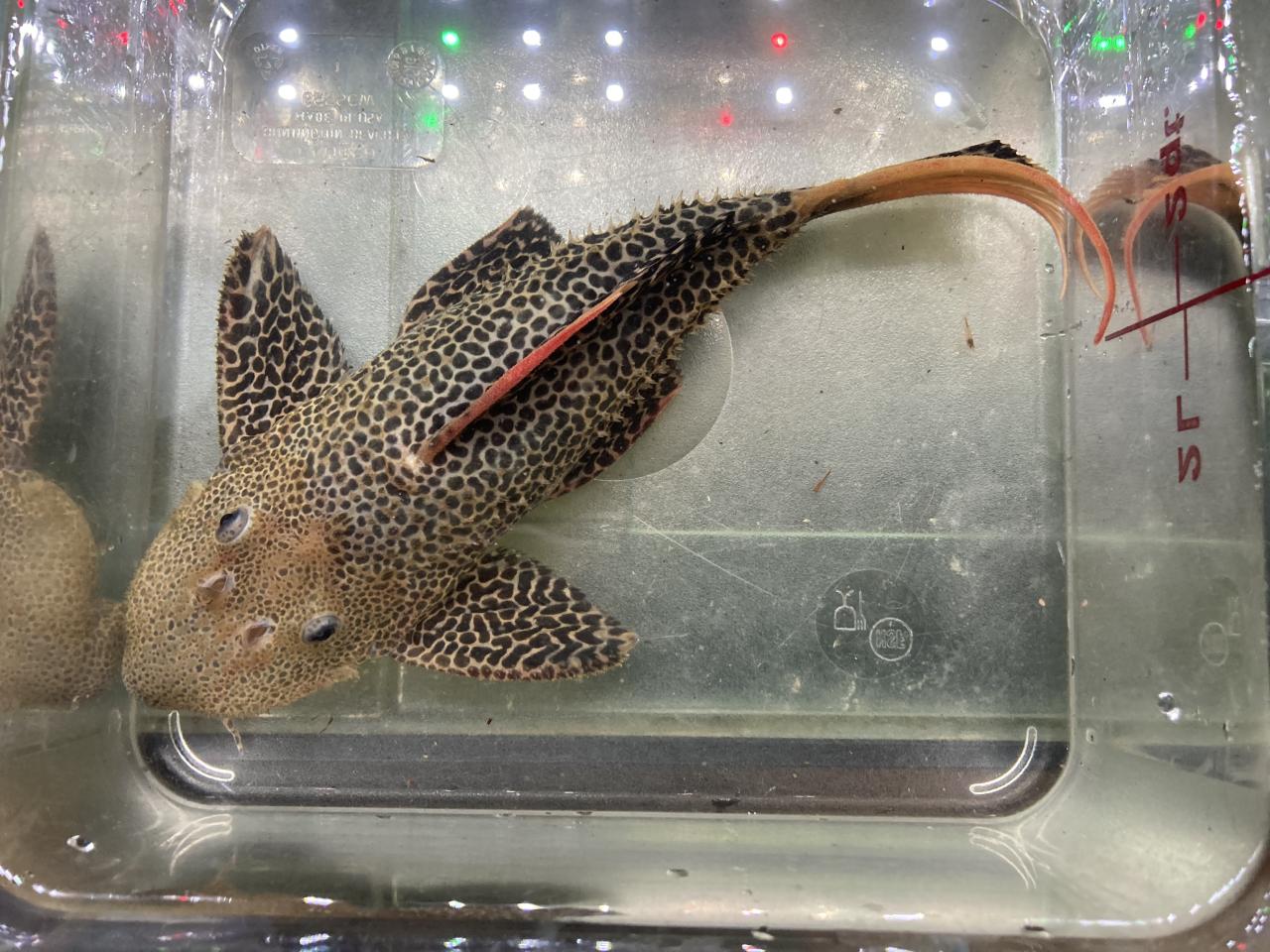 L600 Leopard Cactus Pleco