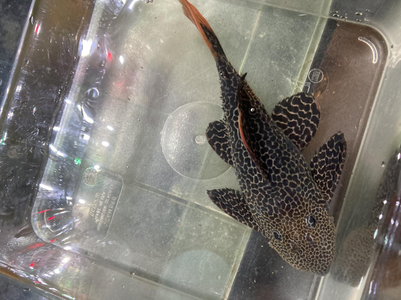 L600 Leopard Cactus Pleco