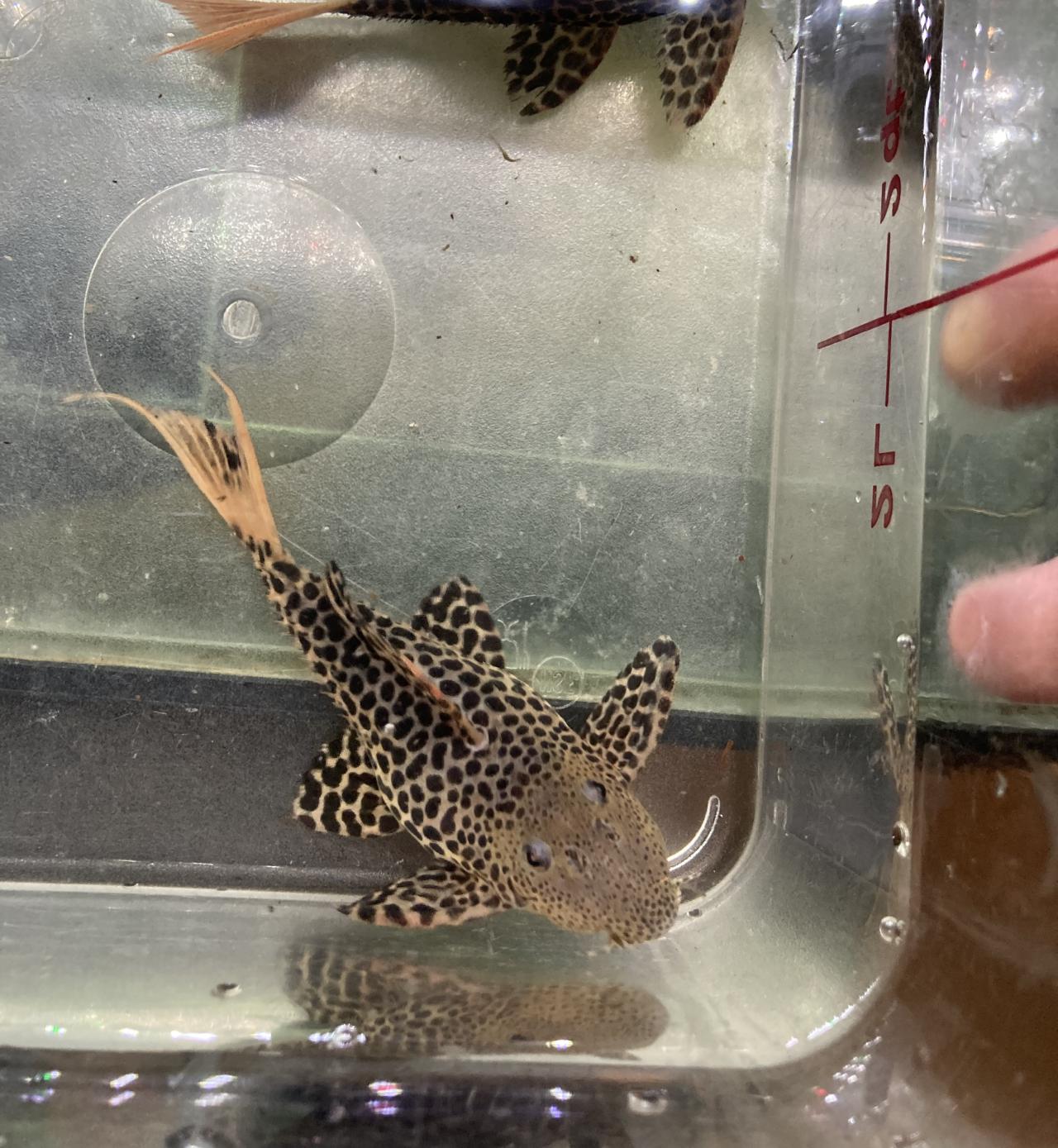 L600 Leopard Cactus Pleco