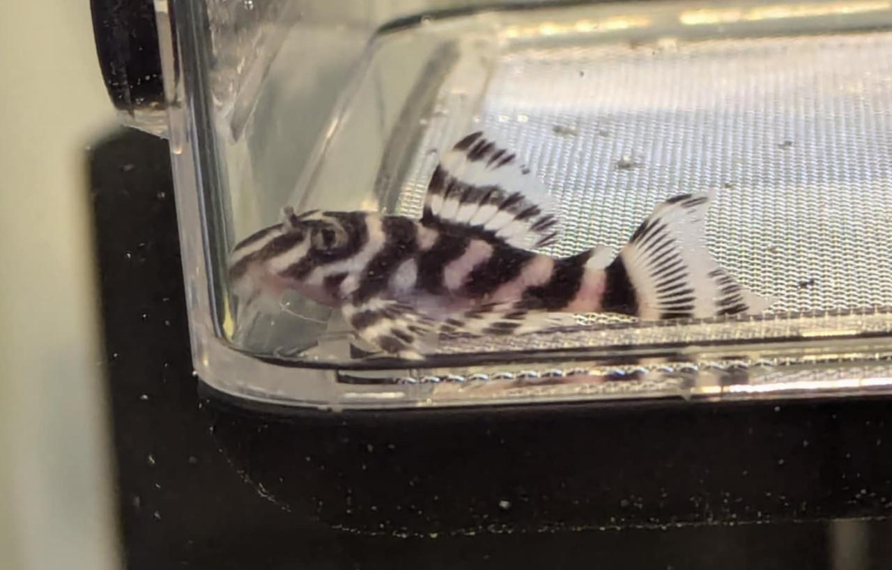 L129 colombian zebra pleco