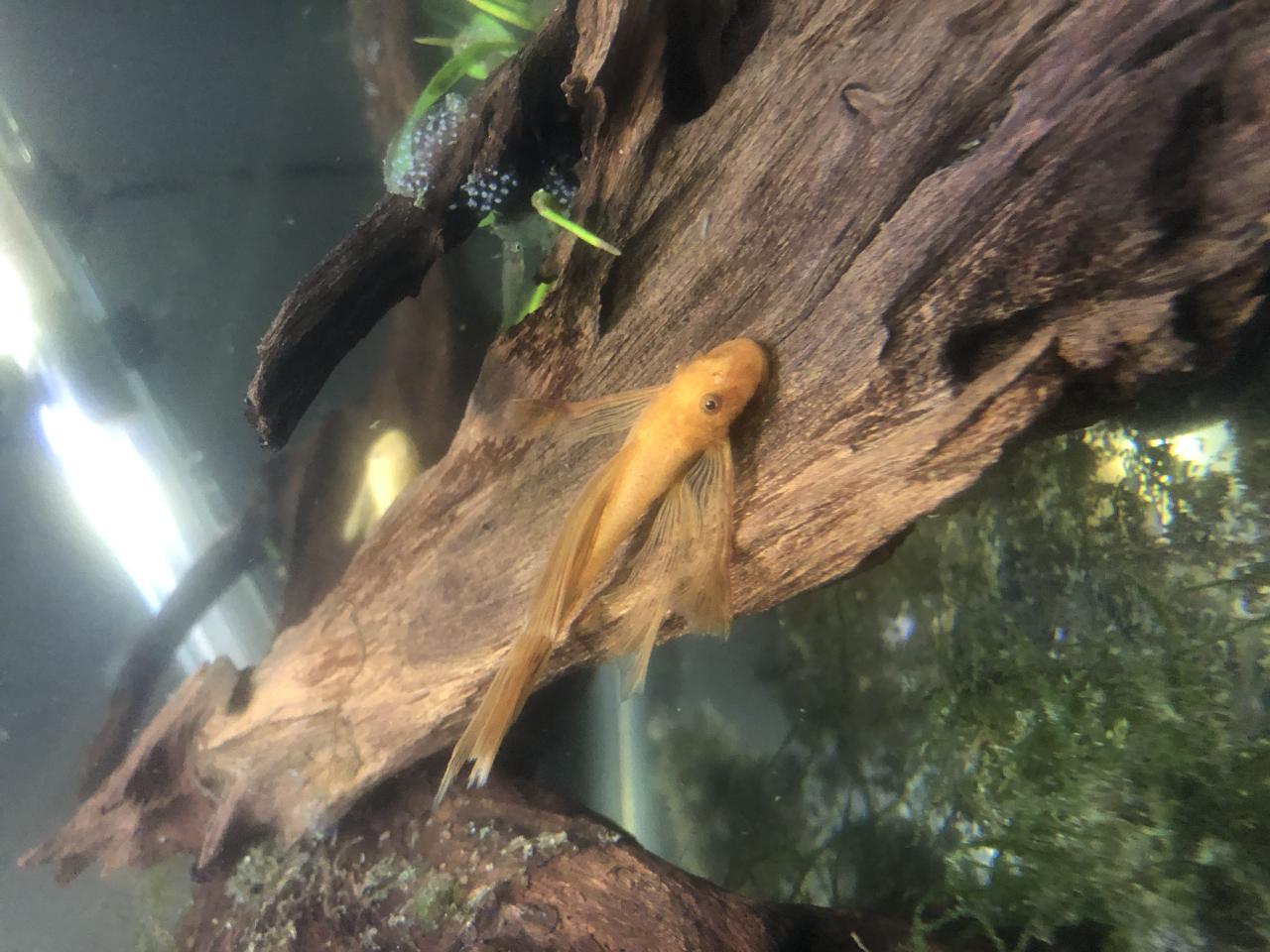 super red Longfin bristlenose