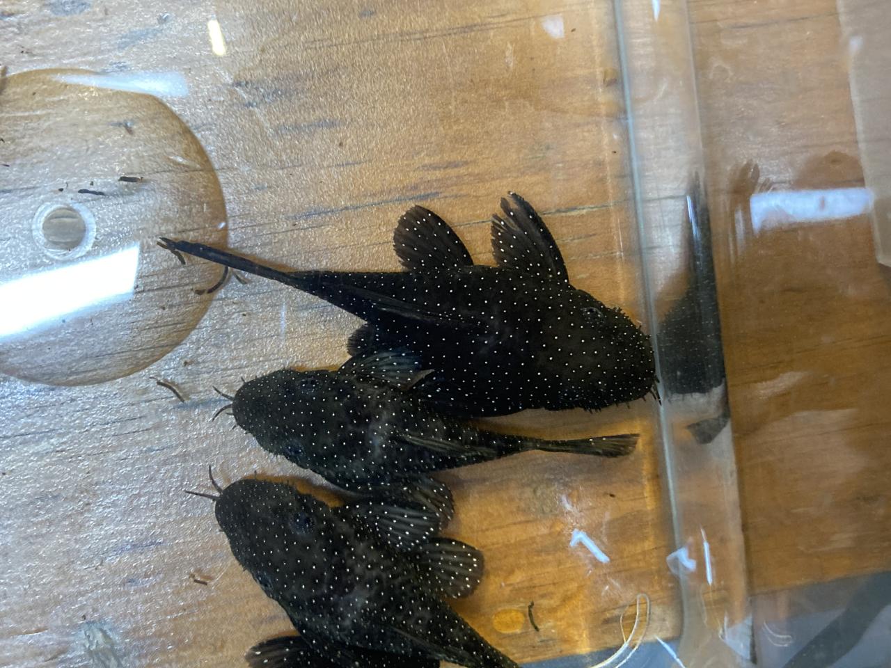 Peppermint Bristlenose pairs