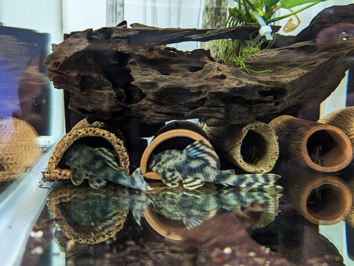 L202 Shortline Pleco