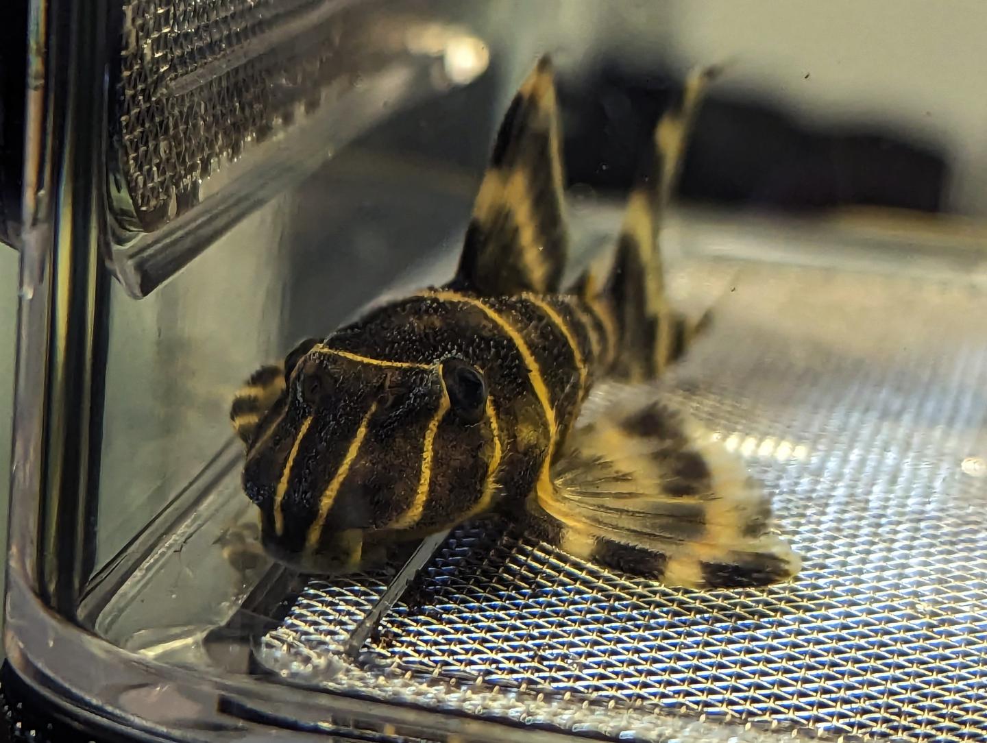 L204 Flash Pleco