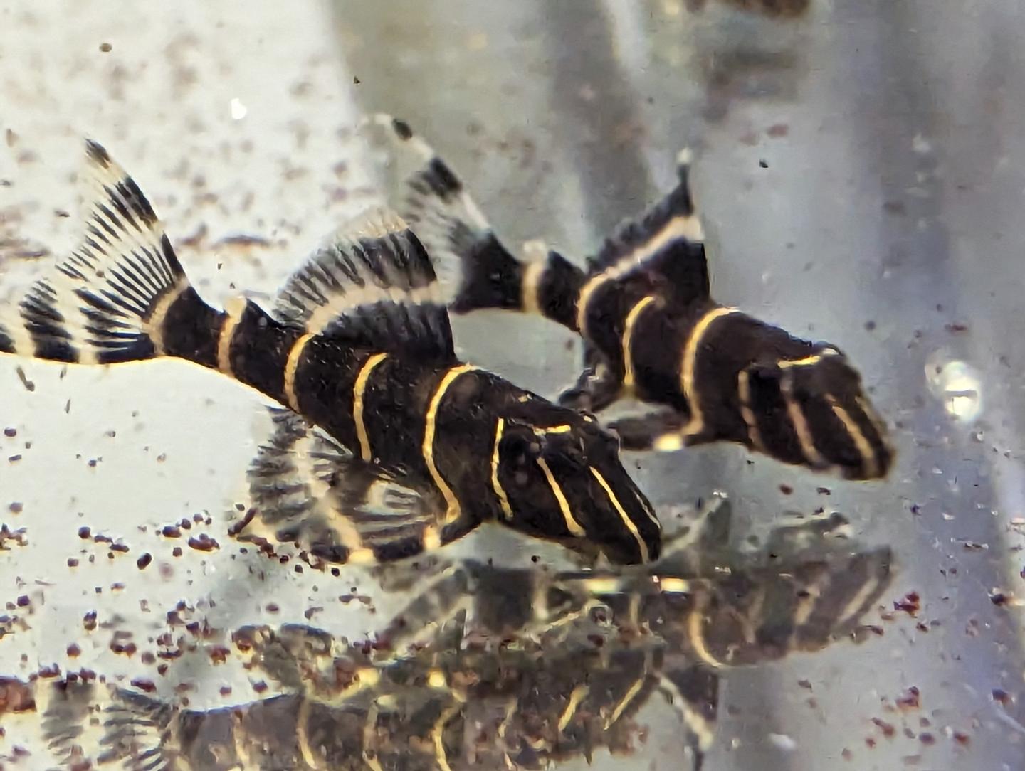 L204 Flash Pleco