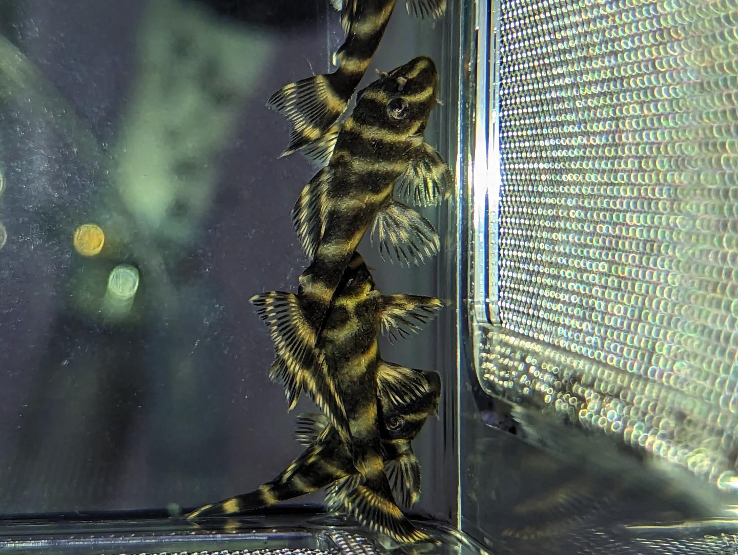 L270 Chocolate Zebra Pleco