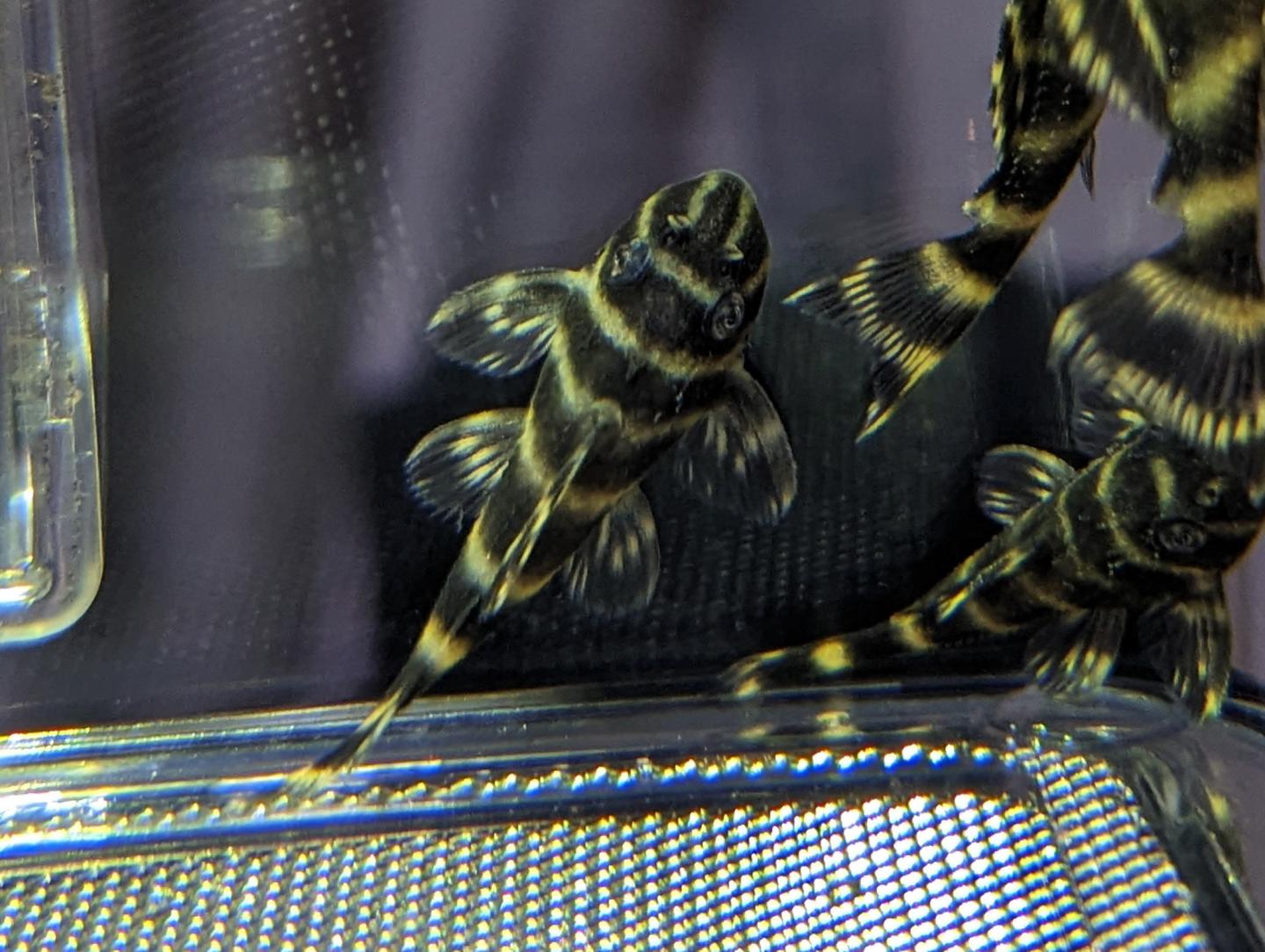 L270 Chocolate Zebra Pleco