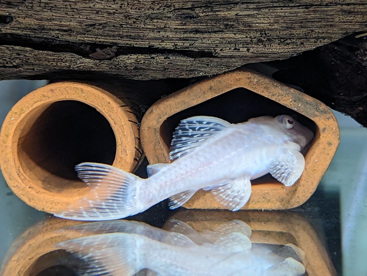 L333 Albino