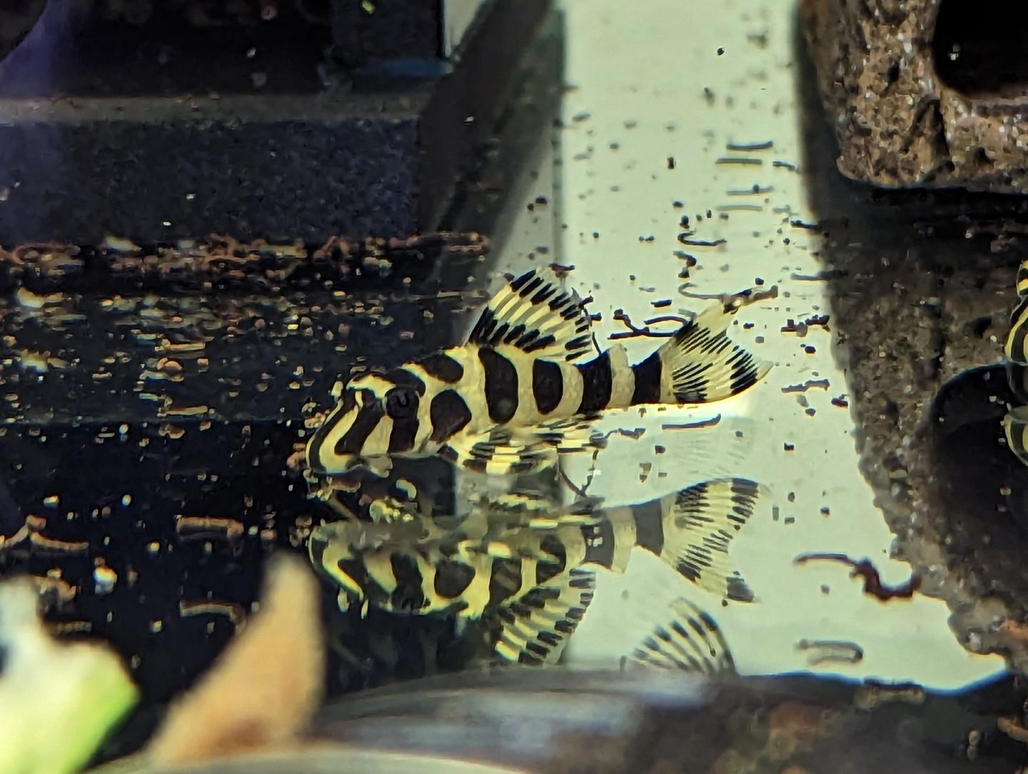 L134 Leopard Frog Pleco