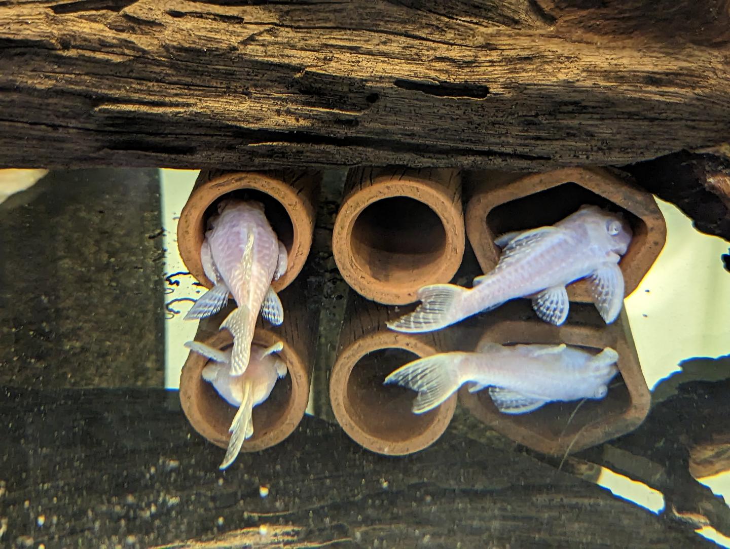 L333 Albino