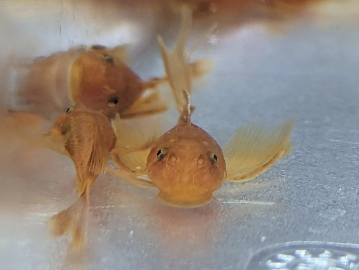 Super Red Longfin Bristlenose