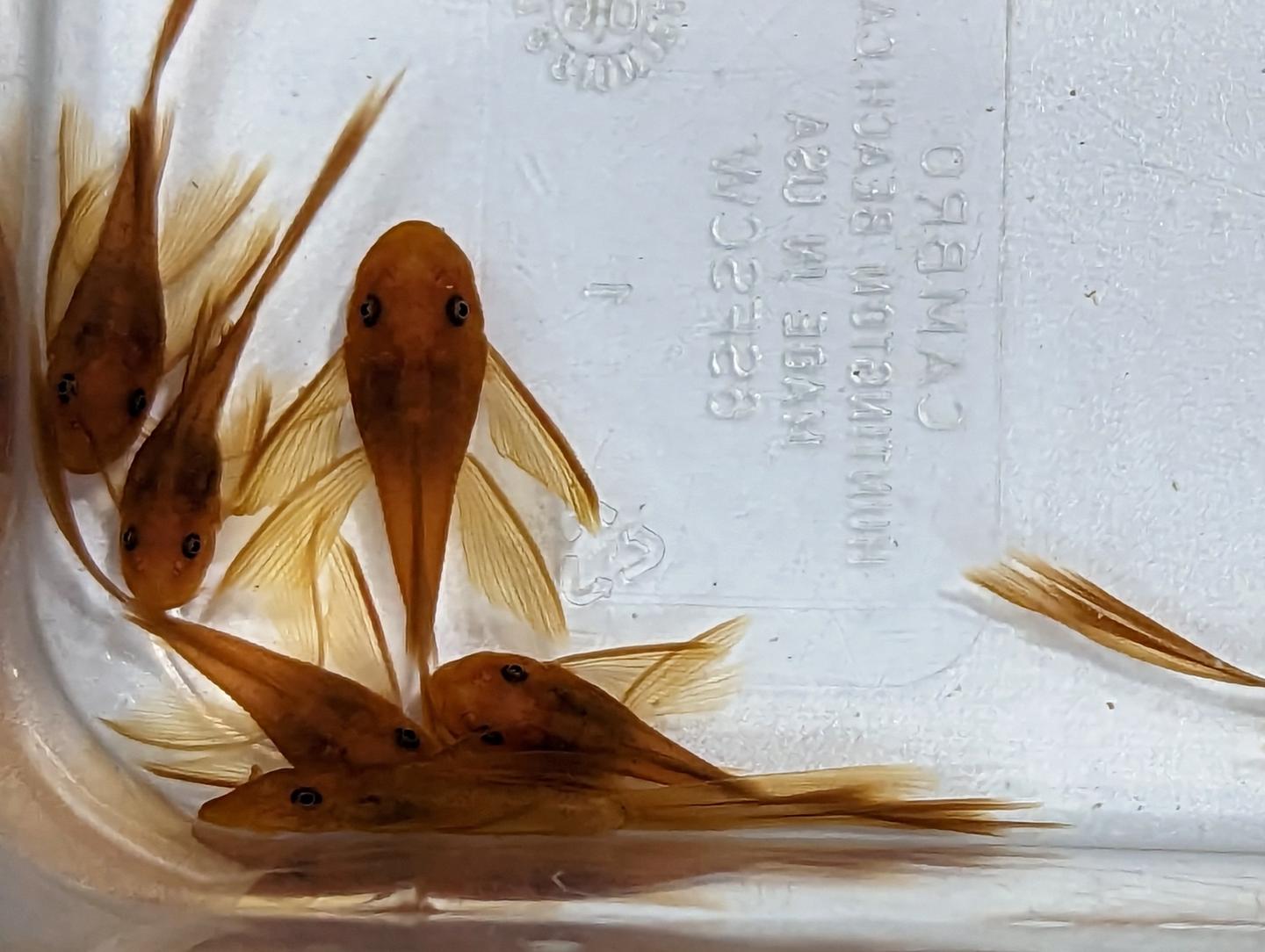 Super Red Longfin Bristlenose