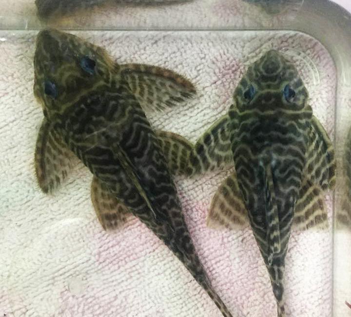 L333 pleco