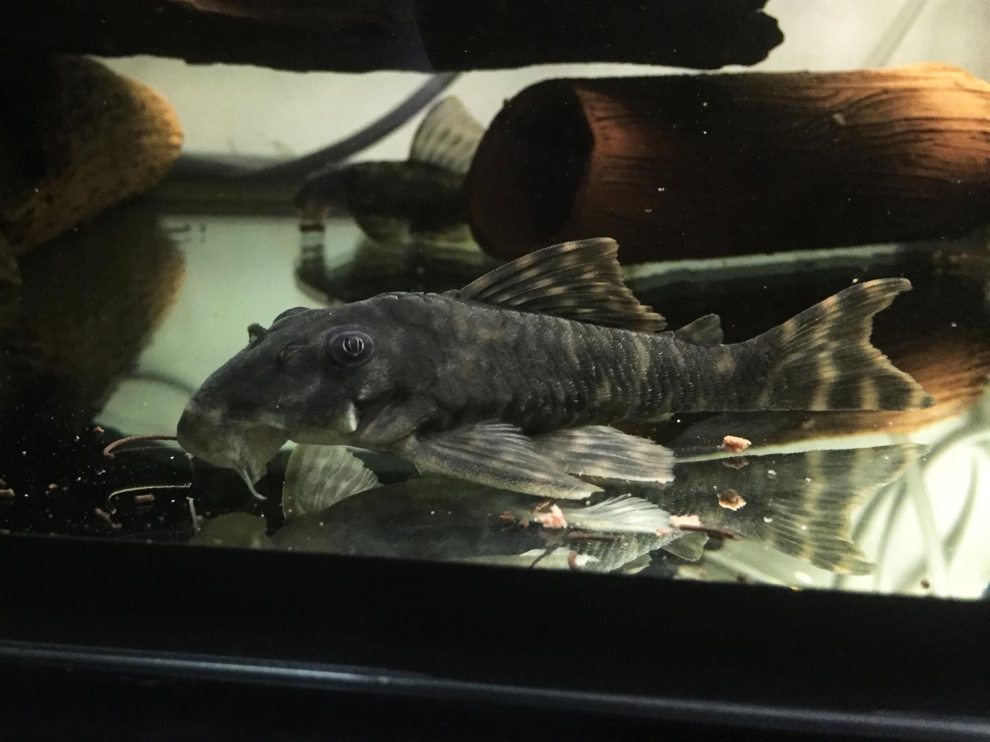 Buy L377 Prince Tiger Pleco online in Australia | Point Pleco Aquariums