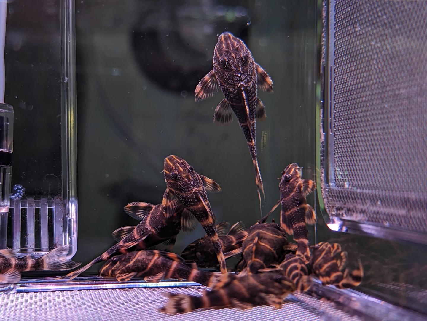 L104 clown pleco