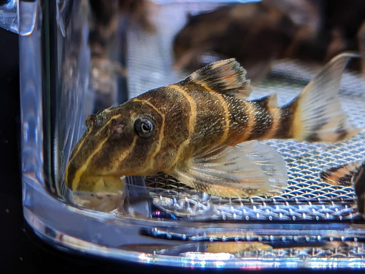 L104 clown pleco