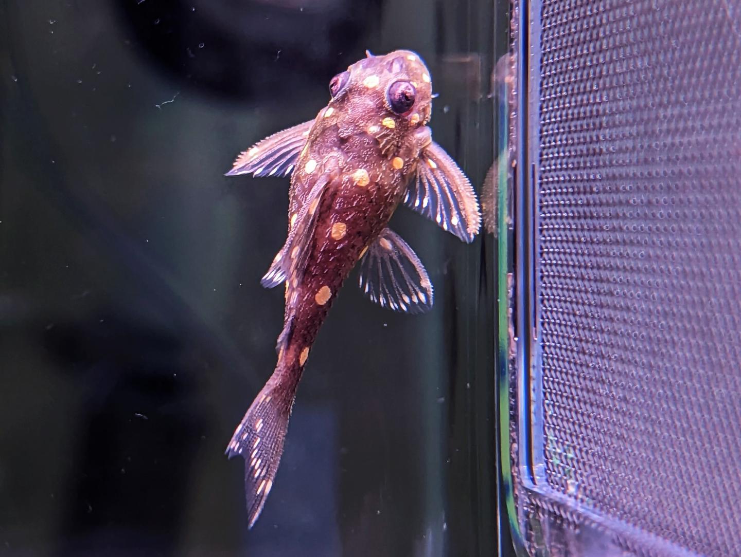 L397 Alenquer Tiger Pleco