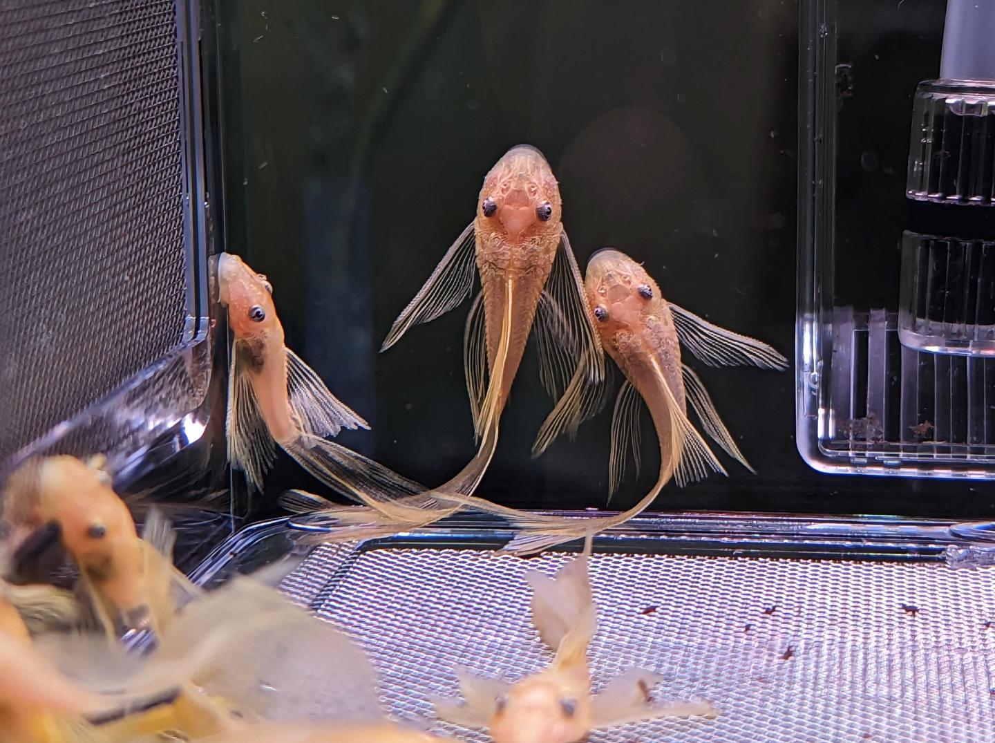 False L144 Lemon Longfin Bristlenose
