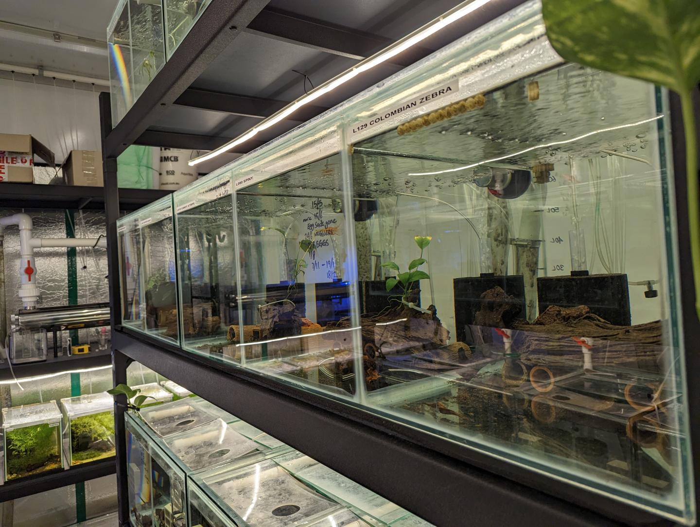 Point Pleco Aquariums fish room