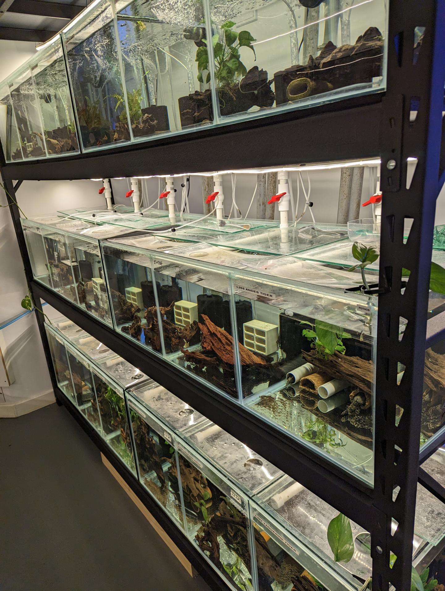 Point Pleco Aquariums fish room