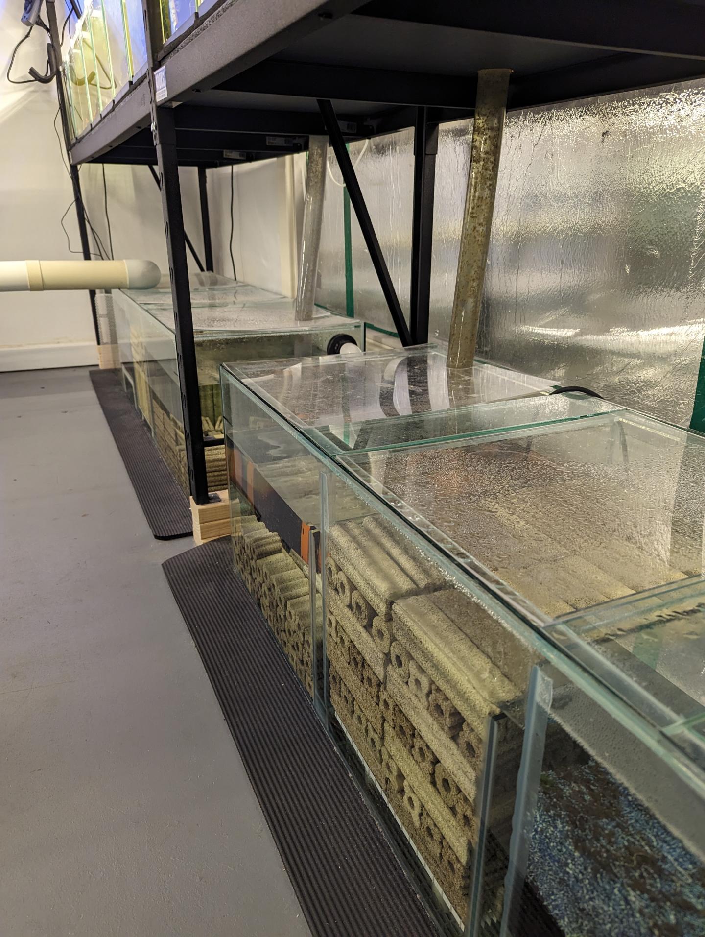 Point Pleco Aquariums fish room