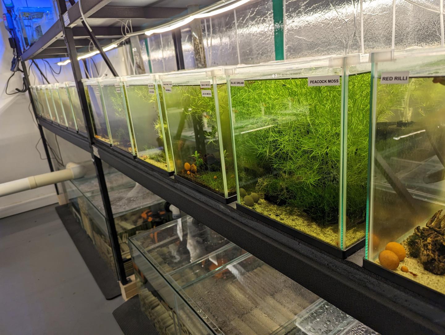 Point Pleco Aquariums fish room