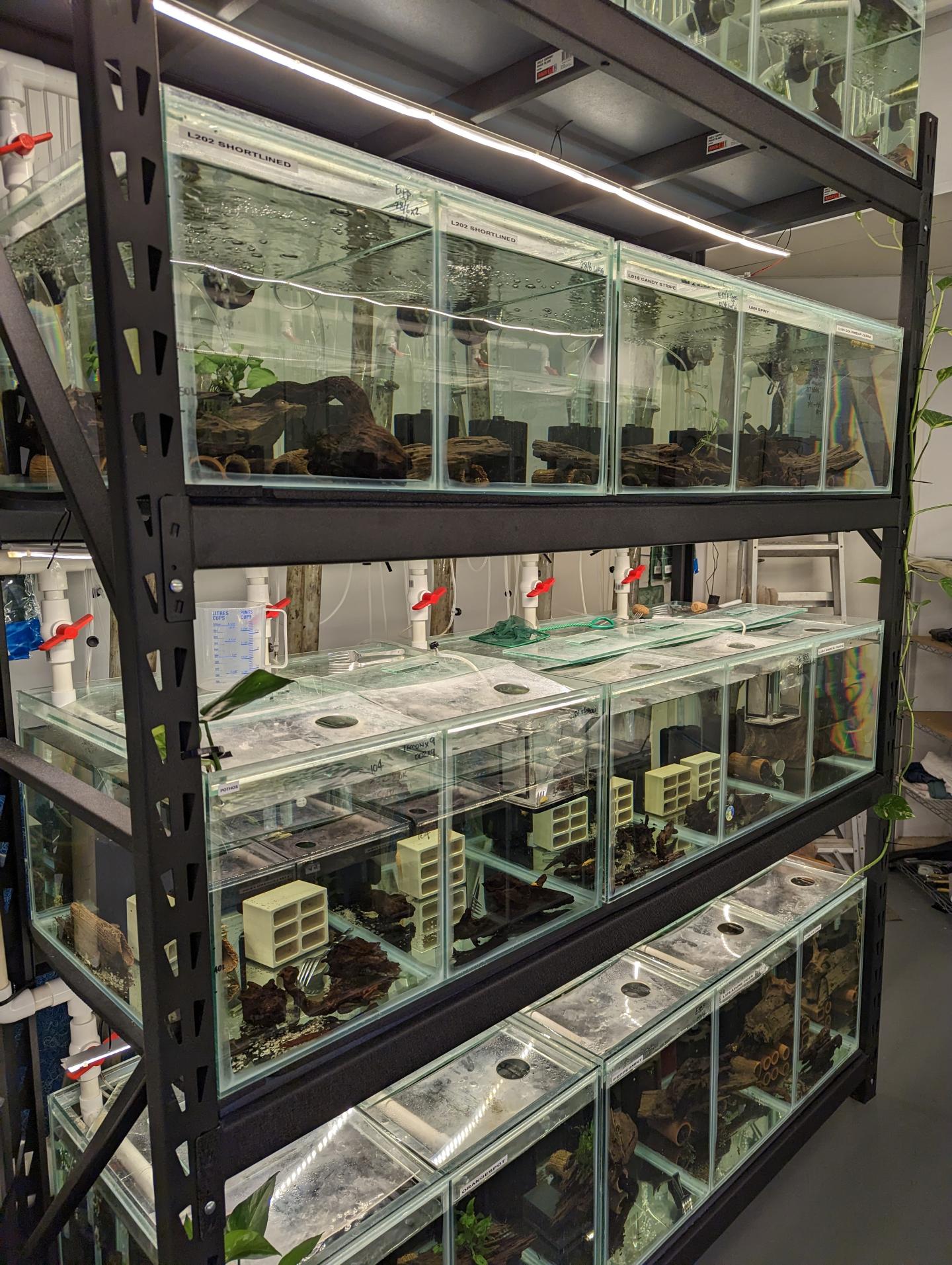 Point Pleco Aquariums fish room