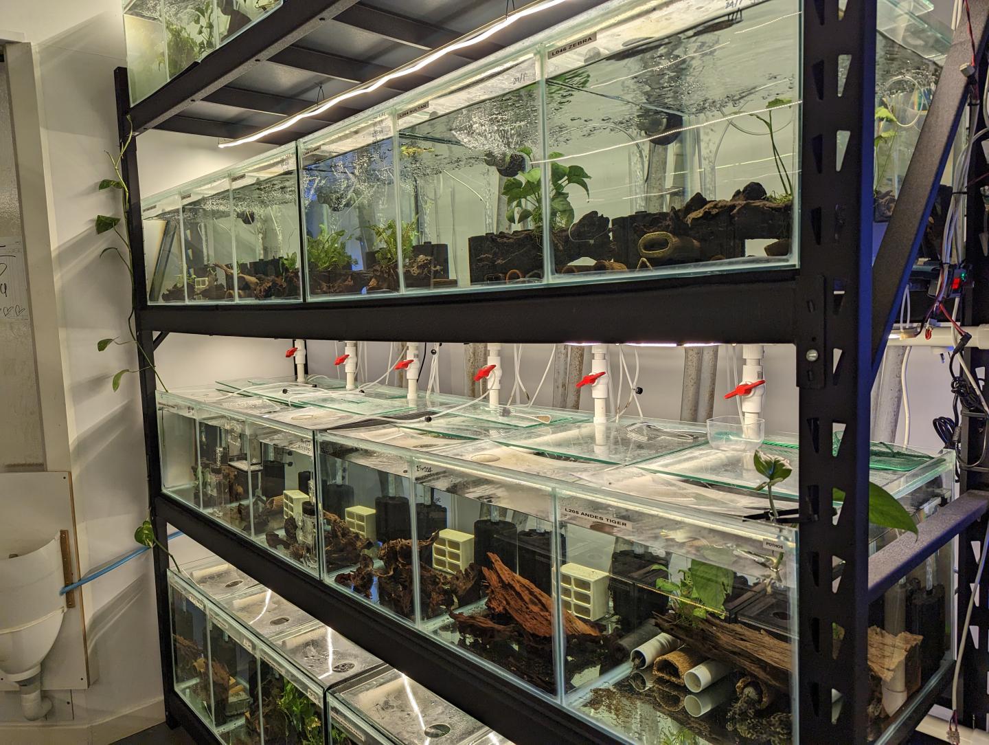 Point Pleco Aquariums fish room