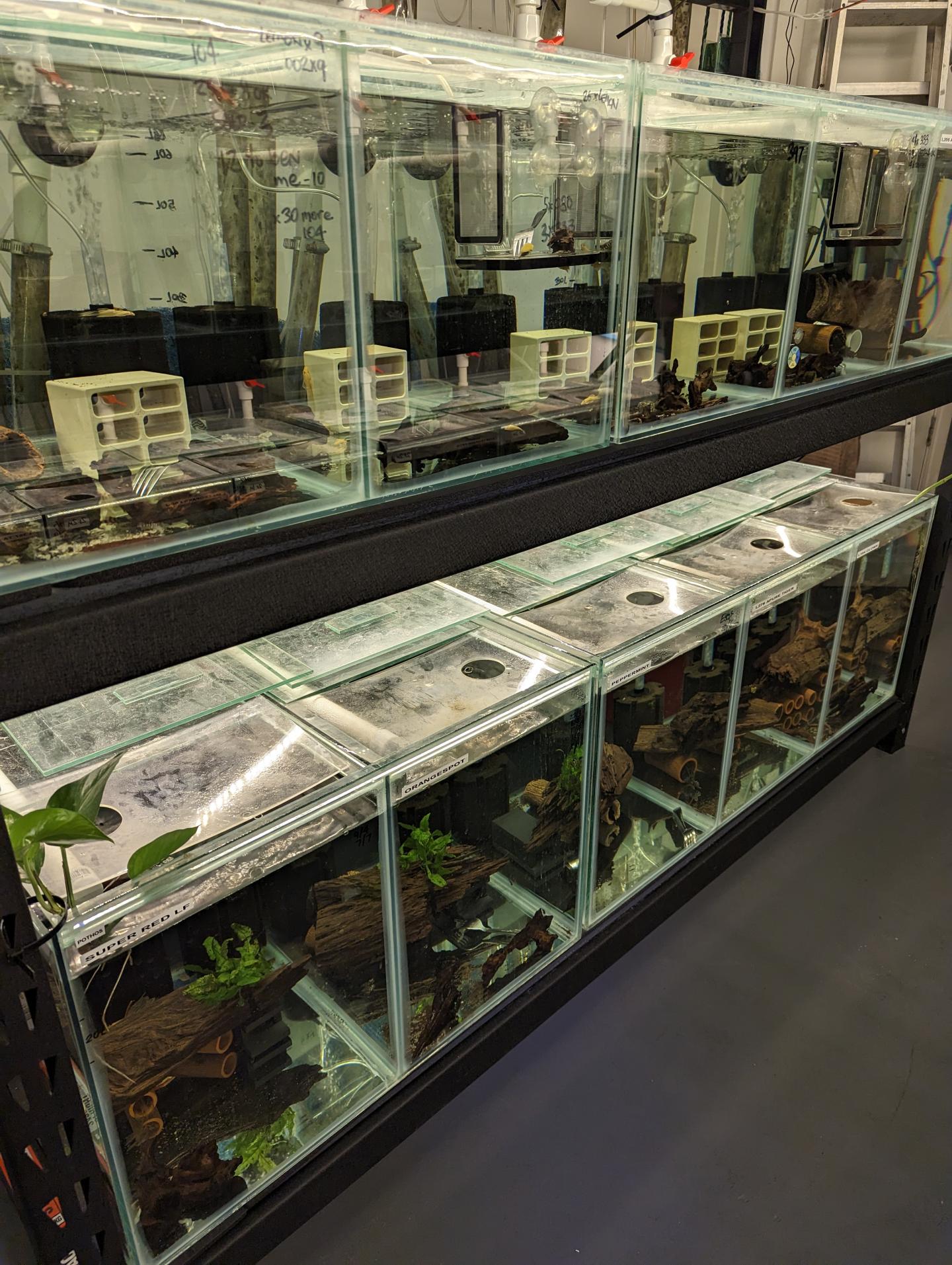 Point Pleco Aquariums fish room