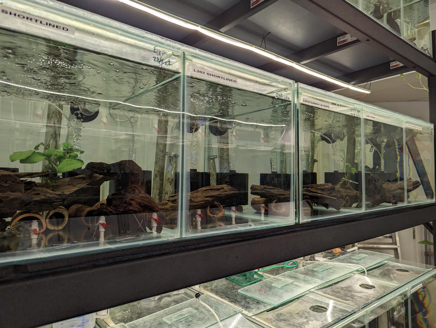 Point Pleco Aquariums fish room