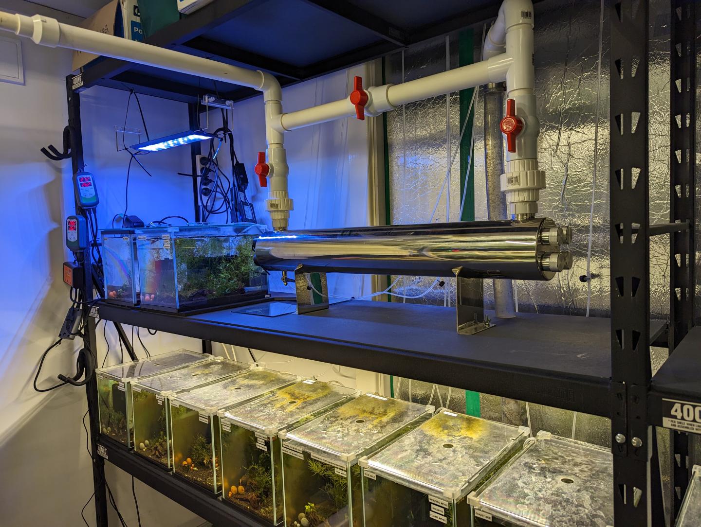 Point Pleco Aquariums fish room